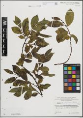Foto von Salix mielichhoferi Saut.